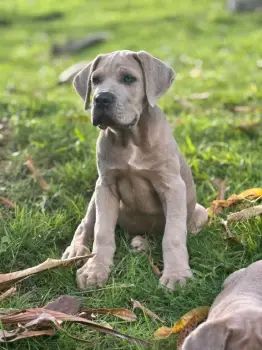 Cane corso ambos sexos