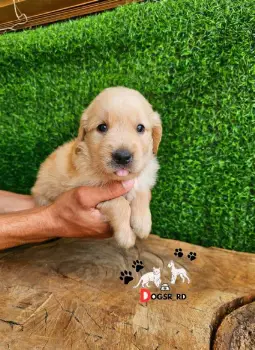 Golden retriever ambos sexos