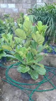 Plantas de alquiler para eventos