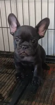 Oferta cachorro bulldog frances hembra en santo domingo y vacunado