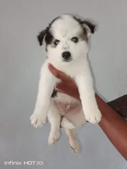 Oferta cachorro husky ambos sexo en santo domingo y vacunado
