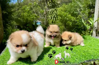 Pomerania ambos sexos