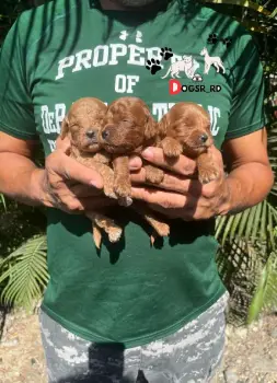 Goldendoodle ambos sexos