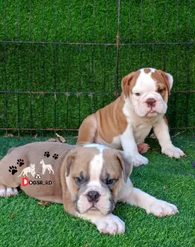 Bulldog inglés ambos sexos