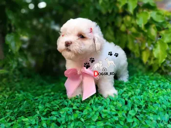 Poodle toy hembra
