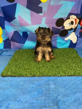 Oferta cachorro yorkie hembra en santo domingo y vacunada
