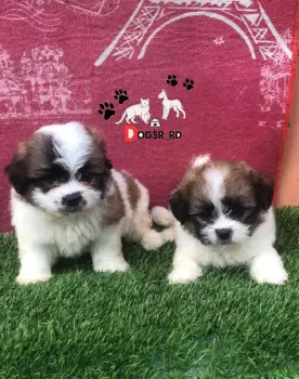 Shipoo ambos sexos