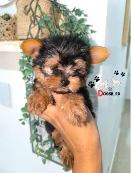Yorkie ambos sexos