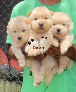 Chow chow ambos sexos