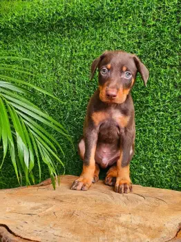 Doberman ambos sexos