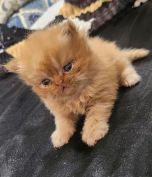 Gatos persa machos
