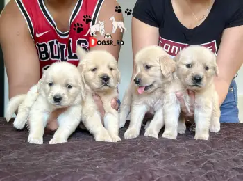 Golden retriever ambos sexos