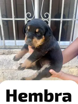 Cachorros rottweiler hembras