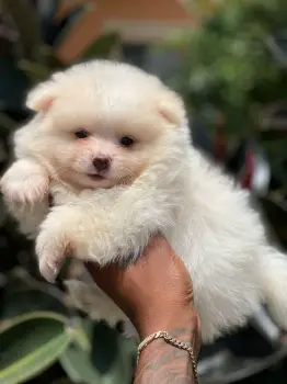 Pomerania ambos sexos