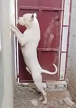 padrotes dogo argentino y shitzu