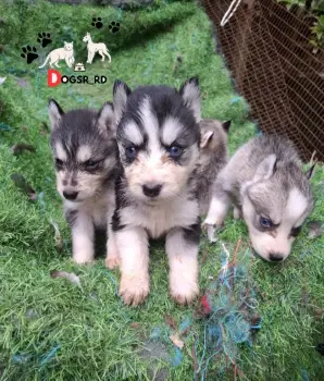 Husky siberiano ambos sexos