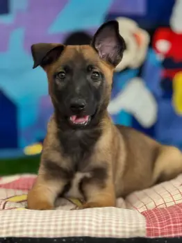 Oferta cachorro pastor belga malinois ambos sexo en santo domingo