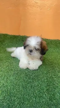 Oferta cachorro shih tzu hembra en santo domingo y vacuna al dia