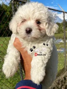 Maltipoo ambos sexos