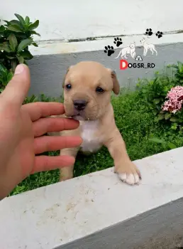 Pitbully ambos sexos