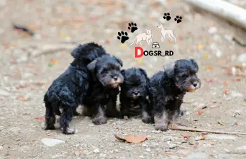 Schnauzer ambos sexos