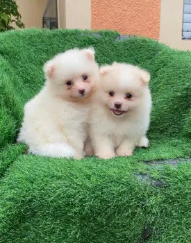 Pomerania ambos sexos
