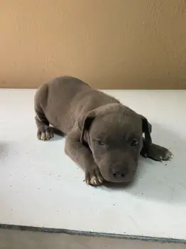 Hermosos cachorros pitbull en venta – fuertes sanos y listos para su n