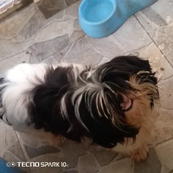 Cachorro shit zhou
