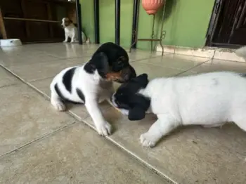 Jack russell terrier
