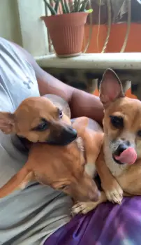 Adopcion de chihuahuas