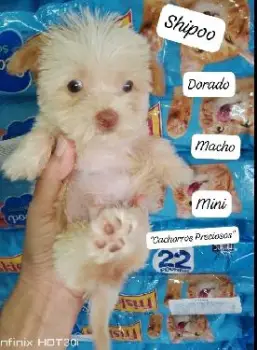 Shipoo gold mini