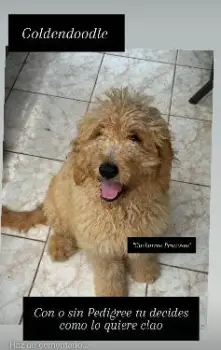 Goldendoodle.