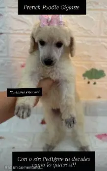 French poodle gigante