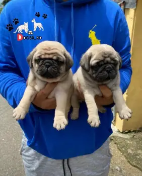 Pug ambos sexos