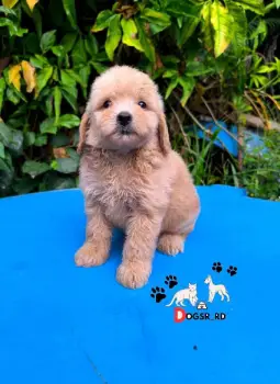 Goldendoodle ambos sexos