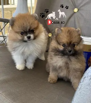Pomerania calidad cara de oso hembras