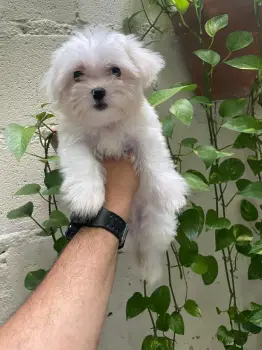 Oferta cachorro maltes ambos sexo en santo domingo con su vacuna al di