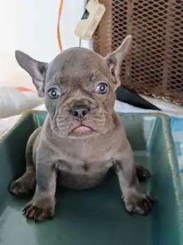 Oferta cachorro bulldog frances hembra con pedigri akc en santo doming