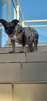 Oferta cachorro bulldog frances hembra en santo domingo y vacunado