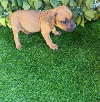 Oferta cachorro pitbull ambos sexo en santo domingo y vacuna