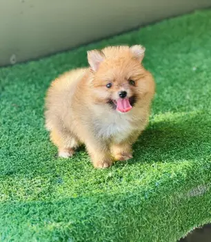 Oferta cachorro pomerania macho en santo domingo con su vacunas al dia