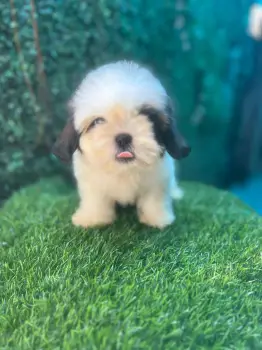 Oferta cachorro shih tzu hembra en santo domingo y vacunada