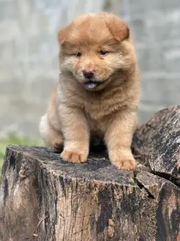 Oferta cachorro chow chow ambos sexo en santo domingo con su vacuna