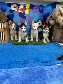 Oferta cachorro husky ambos sexo santo domingo y vacunado