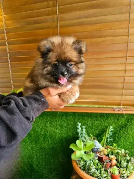 Oferta cachorro pomerania macho en santo domingo con su vacunas al dia