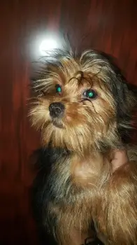 Oferta cachorro yorkie macho en santo domingo y vacunado