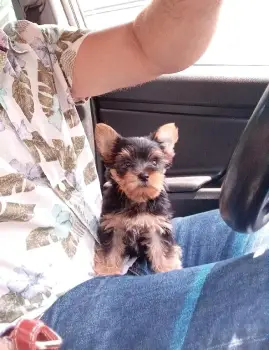 Oferta cachorro yorkie ambos sexo en santo domingo y vacunados