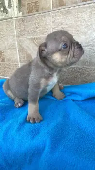 Oferta cachorro bulldog frances hembra en santo domingo y vacunado