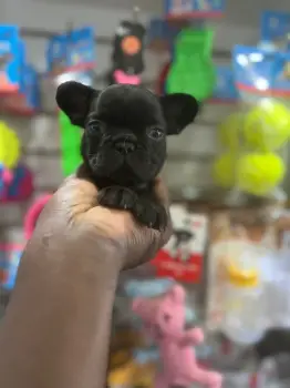 Oferta cachorro bulldog frances macho en santo domingo y vacuna al dia