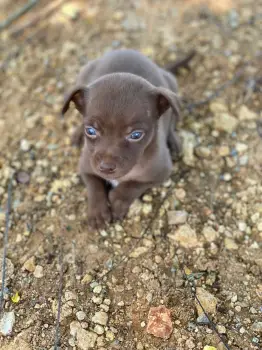 Oferta cachorro chihuahua ambos sexo en santo domingo con su vacuna al